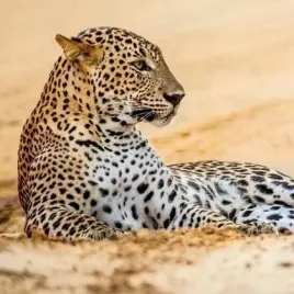 karnet-kwadrat-z-koperta-leopard-in-sand-museums-and-galleries