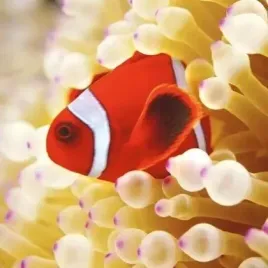 karnet-kwadrat-z-koperta-clownfish-in-sea-anemone-museums-and-galleries