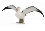 albatros-wedrowny