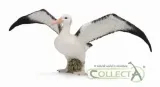 albatros-wedrowny-bohater-brak