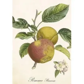 karnet-st496-b6-koperta-jablon