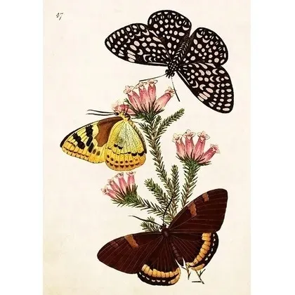 karnet-st495-b6-koperta-motyle