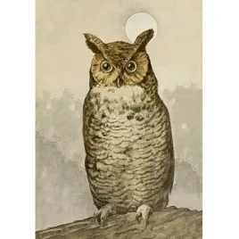 karnet-st488-b6-koperta-sowa