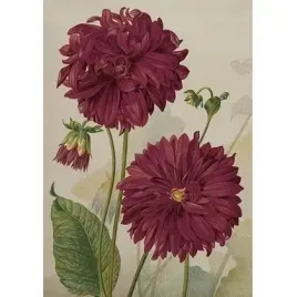 karnet-st499-b6-koperta-dalia-fioletowa