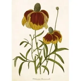 karnet-st500-b6-koperta-rudbekia