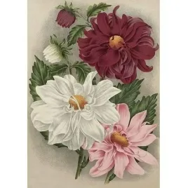 karnet-st498-b6-koperta-kolorowe-dalie