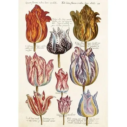 karnet-st476-b6-koperta-tulipany