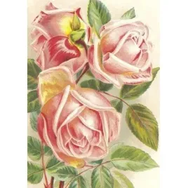 karnet-st472-b6-koperta-rozowe-roze