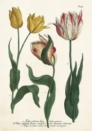 karnet-st449-b6-koperta-tulipany