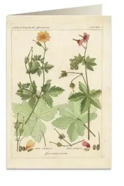 karnet-b6-koperta-6057-pelargonia-pachnaca-tass