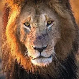 karnet-kwadrat-z-koperta-male-lion-museums-and