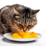 oasy-kot-natural-tunczyk-z-mango-70g-wiek-zwierzecia-koty-dorosle