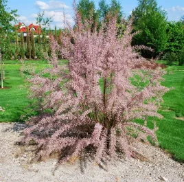 tamaryszek-drobnokwiatowy-krzew-30-50-cm-sadzonka-w-doniczce-2-l