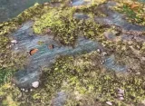 battlesystems-lakes-and-bogs-nazwa-bs051