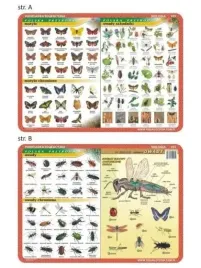 podkladka-edu-025-motyle-owady-anatomia-vi