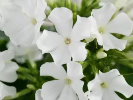floks-wiechowaty-plomyk-early-white-sadzonka-p9-niski-biale-kwiaty