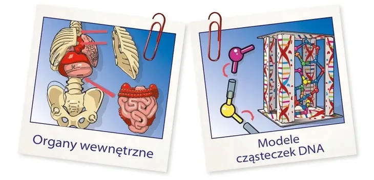 cialo-ludzkie-mini-clementoni-wiek-dziecka-8-lat