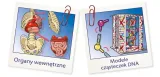 cialo-ludzkie-mini-clementoni-wiek-dziecka-8-lat