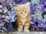 puzzle-500-hq-ginger-cat-clementoni-kolekcja-clementoni