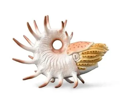 cooperoceras-collecta