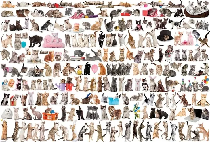 puzzle-2000-swiat-kotow-eurographics-kod-producenta-628136205801