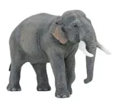 slon-azjatycki-papo