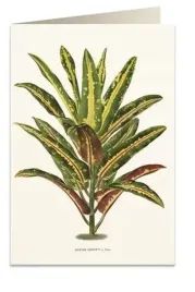 karnet-b6-koperta-6063-dracena-croton-tassotti