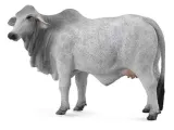 krowa-brahman-collecta