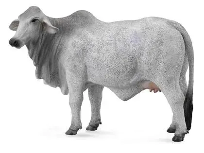 krowa-brahman-collecta