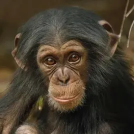 karnet-kwadrat-z-koperta-baby-chimp