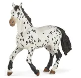 kon-appaloosa-stan-nowy