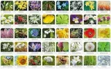 gra-flora-polski-memory-adamigo