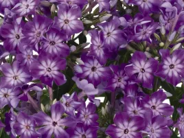 floks-plomyk-wiechowaty-early-purple-eye-sadzonka-p9-fioletowy