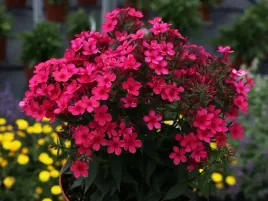 floks-wiechowaty-plomyk-early-red-sadzonka-p9-czerwono-rozowy