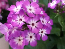 floks-wiechowaty-plomyk-flame-pro-purple-p9-bylina-do-ogrodu