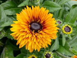 rudbekia-flamenco-bright-orange-sadzonka-p9-polpelne-kwiaty