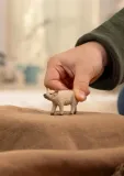 prosie-mangalica-plec-chlopcy-dziewczynki-unisex