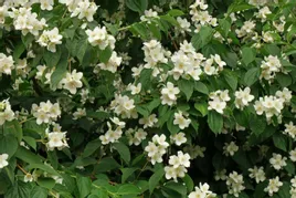 jasminowiec-wonny-sadzonka