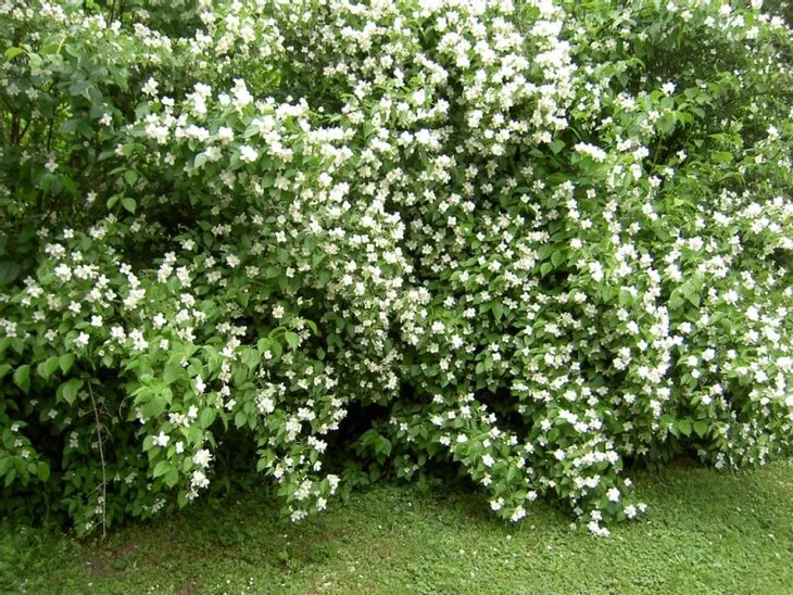 jasminowiec-wonny-sadzonka-waga-z-opakowaniem-1-kg