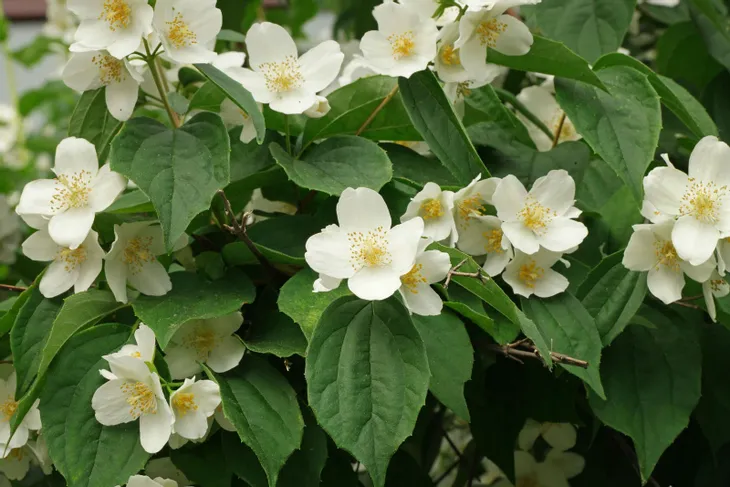 jasminowiec-wonny-sadzonka-roslina-w-postaci-sadzonka-w-pojemniku-1-2l