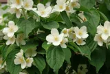 jasminowiec-wonny-sadzonka-roslina-w-postaci-sadzonka-w-pojemniku-1-2l