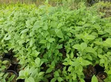 jasminowiec-wonny-sadzonka-wysokosc-sadzonki-20-30-cm