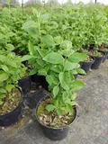 jasminowiec-wonny-sadzonka-styl-ogrod-wiejski-ogrod-nowoczesny