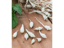 czysciec-bulwiasty-conito-jadalne-bulwy-sadzonka-w-doniczce-p9
