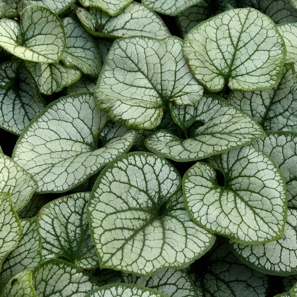 brunnera-silver-heart-c2