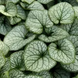 brunnera-silver-heart-c2
