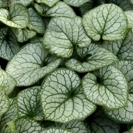 brunnera-silver-heart-c2