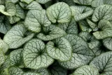 brunnera-silver-heart-c2-rodzaj-rosliny-inny