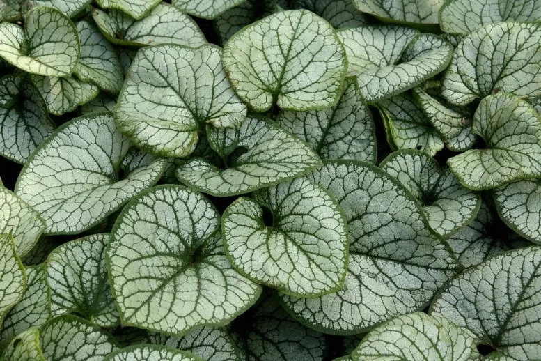 brunnera-silver-heart-c2
