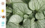 brunnera-silver-heart-c2-roslina-w-postaci-sadzonka-w-pojemniku-2-3l